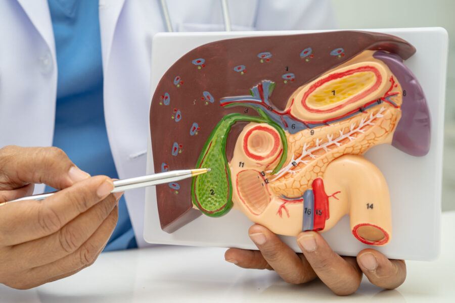 Liver and gallbladder